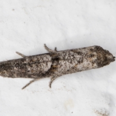 Gnathifera eurybias (A Fringe-tufted Moth) at Melba, ACT - 1 Mar 2022 by kasiaaus