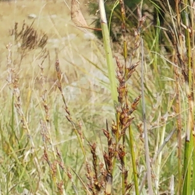 Lepidosperma laterale (Variable Sword Sedge) at Molonglo Valley, ACT - 11 Apr 2022 by sangio7