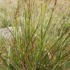 Lepidosperma laterale at Molonglo Valley, ACT - 11 Apr 2022