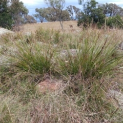 Lepidosperma laterale at Molonglo Valley, ACT - 11 Apr 2022