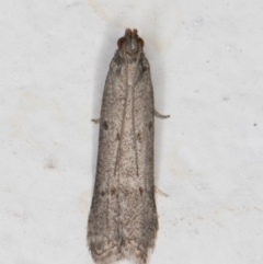 Anarsia (genus) (A Gelechioid moth) at Melba, ACT - 1 Mar 2022 by kasiaaus