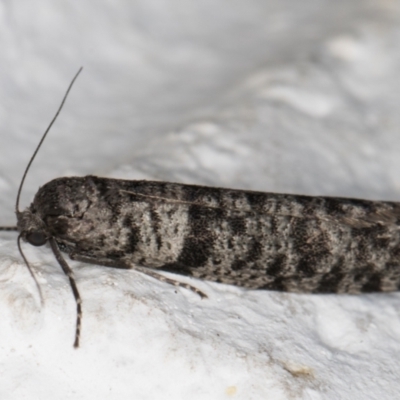 Lepidoscia adelopis, annosella and similar species (A Case moth) at Melba, ACT - 3 Mar 2022 by kasiaaus