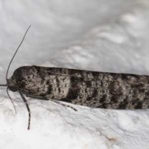 Lepidoscia adelopis, annosella and similar species at Melba, ACT - 3 Mar 2022