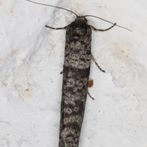 Lepidoscia adelopis, annosella and similar species at Melba, ACT - 3 Mar 2022