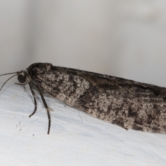 Lepidoscia adelopis, annosella and similar species at Melba, ACT - 3 Mar 2022