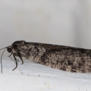 Lepidoscia adelopis, annosella and similar species at Melba, ACT - 3 Mar 2022