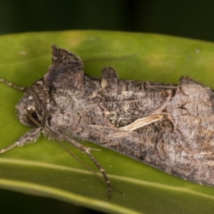 Ctenoplusia albostriata at Melba, ACT - 4 Mar 2022