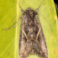 Ctenoplusia albostriata at Melba, ACT - 4 Mar 2022