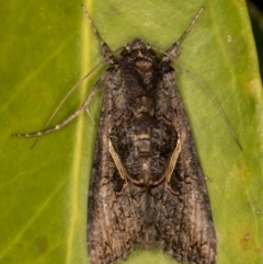 Ctenoplusia albostriata at Melba, ACT - 4 Mar 2022