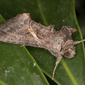 Ctenoplusia albostriata at Melba, ACT - 4 Mar 2022