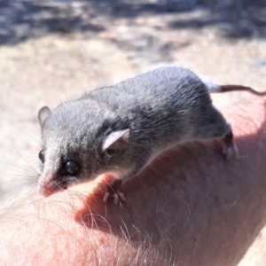 Cercartetus nanus at Kangaroo Valley, NSW - 11 Apr 2022 12:50 PM