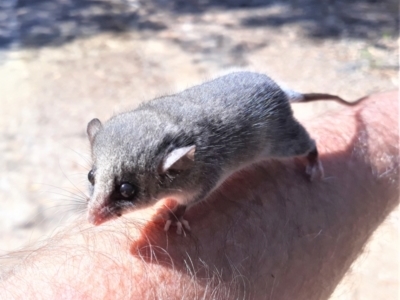 Cercartetus nanus (Eastern Pygmy Possum) at Kangaroo Valley, NSW - 11 Apr 2022 by plants