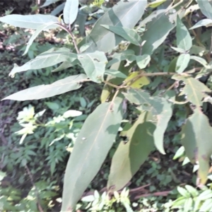 Solanum celatum at Kangaroo Valley, NSW - 11 Apr 2022