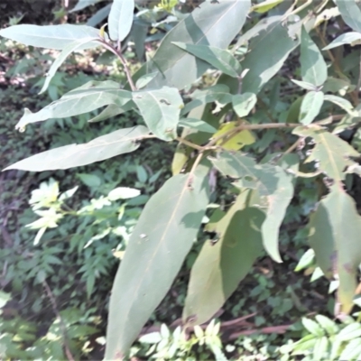 Solanum celatum at Morton National Park - 10 Apr 2022 by plants