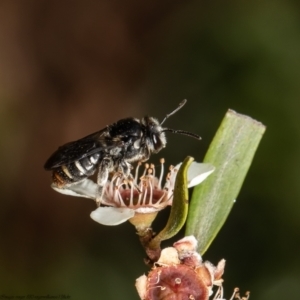 Lipotriches (Austronomia) ferricauda at Acton, ACT - 11 Apr 2022