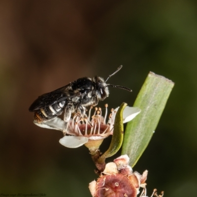 Lipotriches (Austronomia) ferricauda (Halictid bee) at Acton, ACT - 11 Apr 2022 by Roger