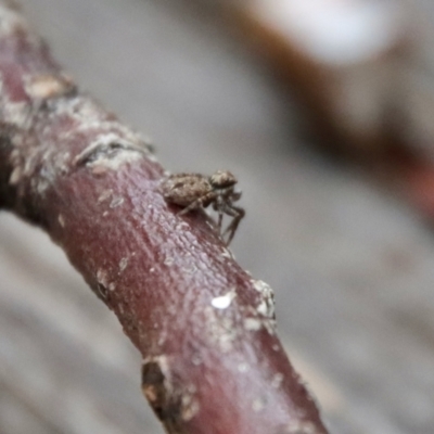 Unidentified Spider (Araneae) at Hughes Grassy Woodland - 11 Apr 2022 by LisaH