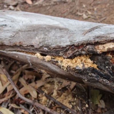 Crematogaster sp. (genus) (Acrobat ant, Cocktail ant) at Hughes Grassy Woodland - 11 Apr 2022 by LisaH