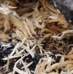 Crematogaster sp. (genus) at Hughes, ACT - 11 Apr 2022 03:04 PM