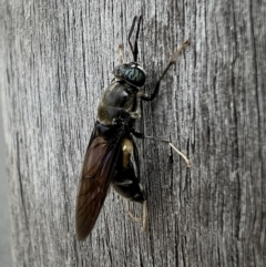 Hermetia illucens (American Soldier Fly) at Queanbeyan, NSW - 12 Apr 2022 by FeralGhostbat