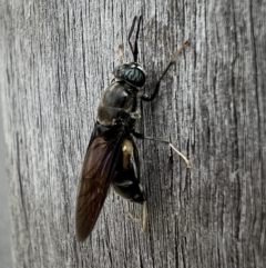 Hermetia illucens (American Soldier Fly) at QPRC LGA - 12 Apr 2022 by Bugologist