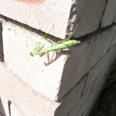 Orthodera ministralis (Green Mantid) at Cook, ACT - 12 Apr 2022 by dwise