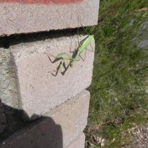 Orthodera ministralis at Cook, ACT - 12 Apr 2022 02:05 PM