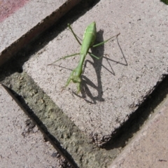 Orthodera ministralis at Cook, ACT - 12 Apr 2022