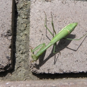 Orthodera ministralis at Cook, ACT - 12 Apr 2022