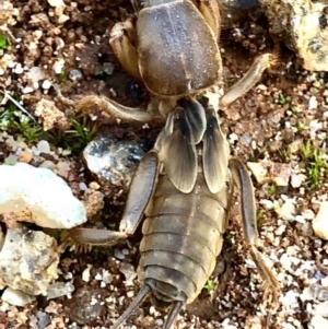 Gryllotalpa australis at Beechworth, VIC - suppressed