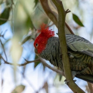 Callocephalon fimbriatum at Uriarra Village, ACT - 12 Apr 2022