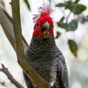 Callocephalon fimbriatum at Uriarra Village, ACT - 12 Apr 2022