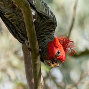 Callocephalon fimbriatum at Uriarra Village, ACT - 12 Apr 2022