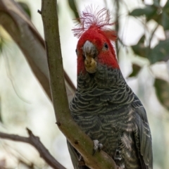 Callocephalon fimbriatum at Uriarra Village, ACT - suppressed