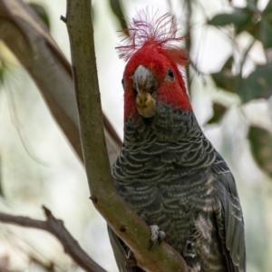 Callocephalon fimbriatum at Uriarra Village, ACT - 12 Apr 2022