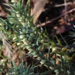 Melichrus urceolatus (Urn Heath) at Glenroy, NSW - 11 Apr 2022 by KylieWaldon