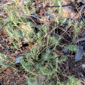 Melichrus urceolatus at Glenroy, NSW - 12 Apr 2022