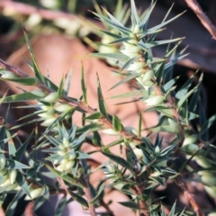 Melichrus urceolatus at Glenroy, NSW - 12 Apr 2022