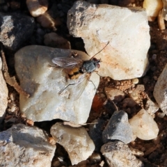 Tachinidae (family) (Unidentified Bristle fly) at Albury - 11 Apr 2022 by KylieWaldon