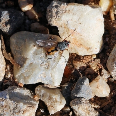 Tachinidae (family) (Unidentified Bristle fly) at Nail Can Hill - 11 Apr 2022 by KylieWaldon