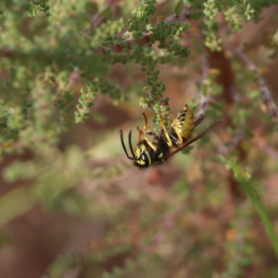 Vespula germanica (European wasp) at Albury - 11 Apr 2022 by KylieWaldon