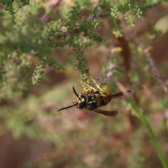 Vespula germanica at Albury, NSW - 12 Apr 2022