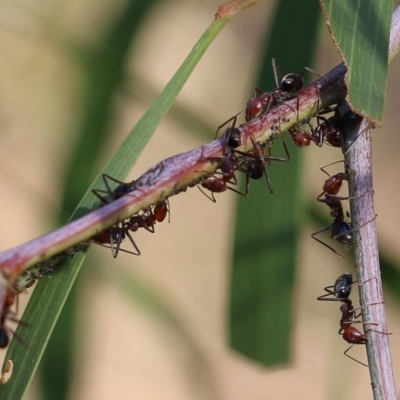 Iridomyrmex purpureus (Meat Ant) at Albury - 11 Apr 2022 by KylieWaldon