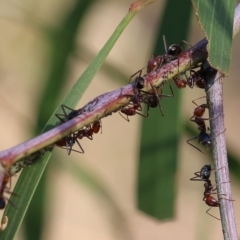 Iridomyrmex purpureus (Meat Ant) at Nail Can Hill - 11 Apr 2022 by KylieWaldon