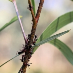 Iridomyrmex purpureus at Albury, NSW - 12 Apr 2022