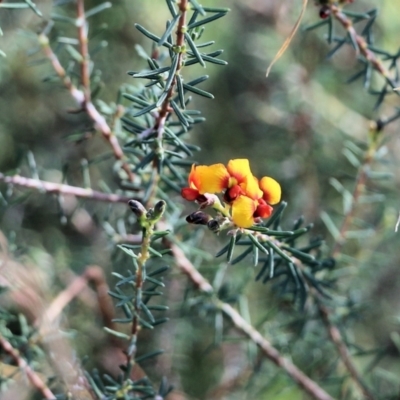 Dillwynia sericea (Egg And Bacon Peas) at Nail Can Hill - 11 Apr 2022 by KylieWaldon