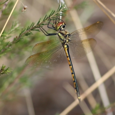 Hemicordulia tau (Tau Emerald) at Glenroy, NSW - 12 Apr 2022 by KylieWaldon