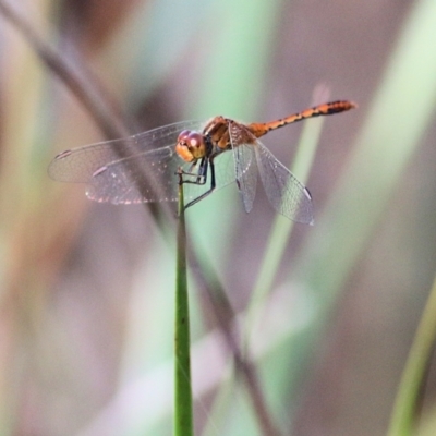 Diplacodes bipunctata (Wandering Percher) at Albury, NSW - 12 Apr 2022 by KylieWaldon