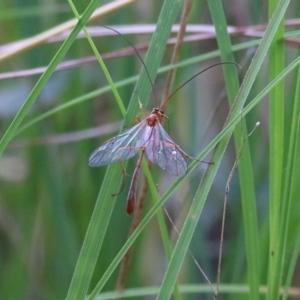 Dicamptus fuscicornis at Albury, NSW - 12 Apr 2022