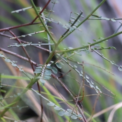 Indigofera adesmiifolia (Tick Indigo) at Nail Can Hill - 11 Apr 2022 by KylieWaldon